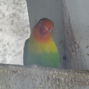 La Vallée des Oiseaux - 25/07/2016