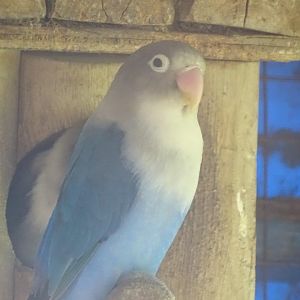 La Vallée des Oiseaux - 25/07/2016