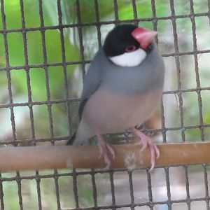 La Vallée des Oiseaux - 25/07/2016