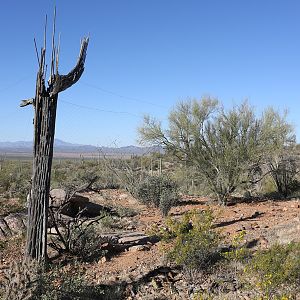 coyote exhibit with invisinet fencing