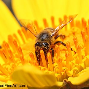 wild bee on Mexican tree sunflower