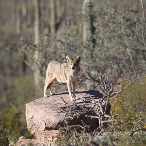 coyote on artificial rock