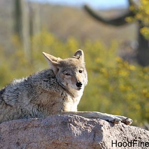 coyote on artificial rock