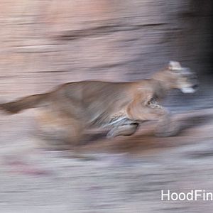 puma running fast