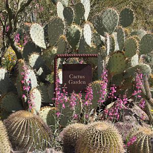 cactus garden entry