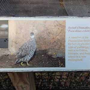 Erckel's Francolin Sign