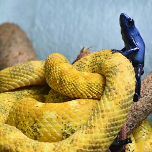 Dart Frog Climbing on Eyelash Viper