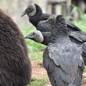 Vultures Pecking Sleeping Bear