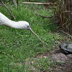 African Spoonbill Versus Turtle