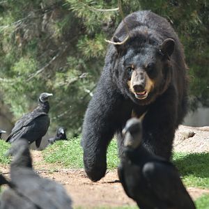 Bear Versus Vultures