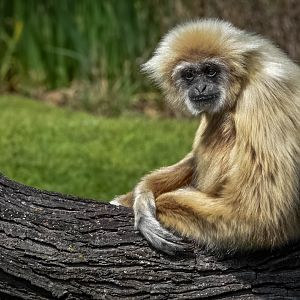 White Handed Gibbon