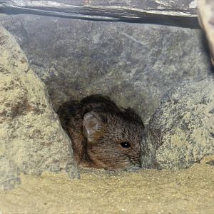 Short-Eared Elephant Shrew
