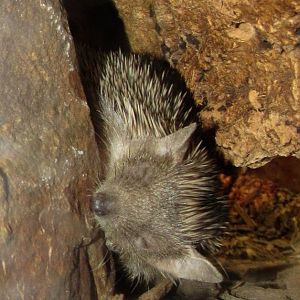 Lesser Hedgehog Tenrec