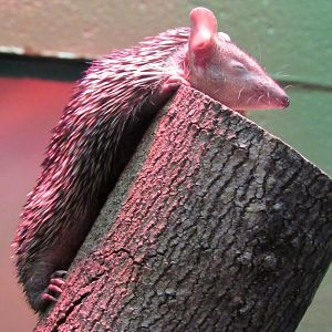Lesser Hedgehog Tenrec
