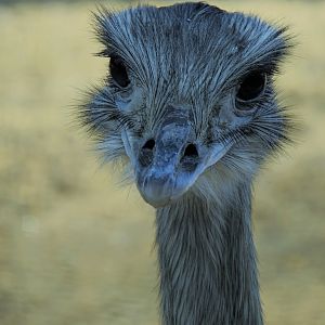 Greater Rhea