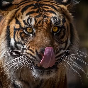 Sumatran Tiger