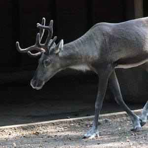 Forest reindeer