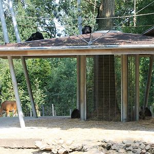 Banteng - Siamang - Macaque