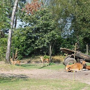 Eld's deer - Banteng
