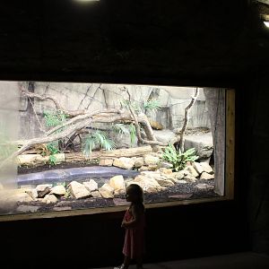 Reticulated python Enclosure