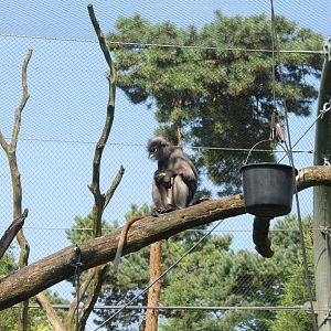 Dusky langur