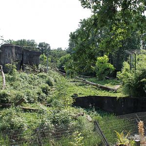 Tiger-enclosure