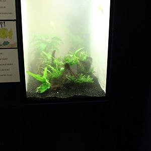 Aquarium Goldfish