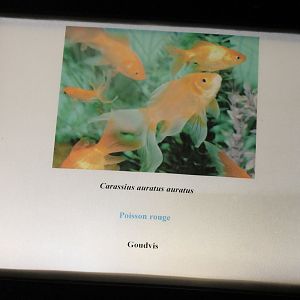 Sign Goldfish