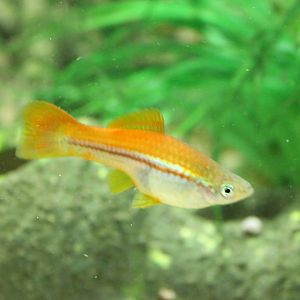 Swordtail