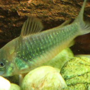 Corydoras aeneus