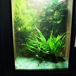 Guppy - Tetra Aquarium