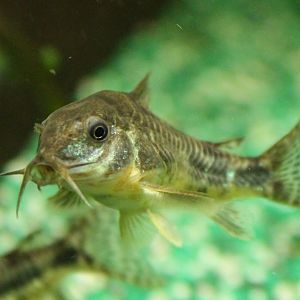 Corydoras paleatus