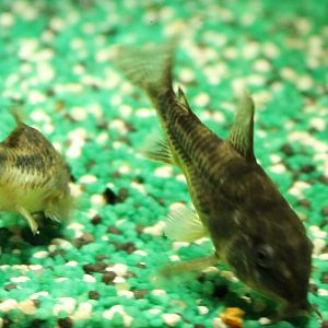 Corydoras paleatus