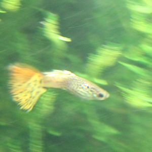 Guppy