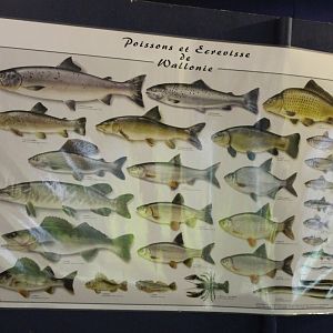 Info-poster Fishes of Wallonia