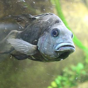 Ptychochromis oligacanthus