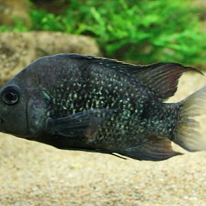 Ptychochromis oligacanthus