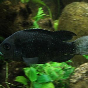 Ptychochromis oligacanthus