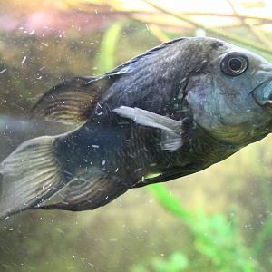 Ptychochromis oligacanthus
