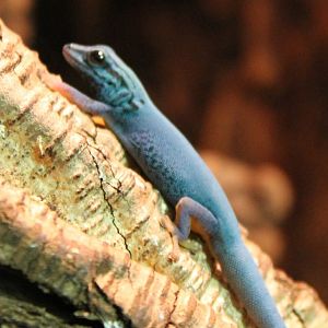 Electric blue gecko