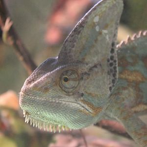 Veiled chameleon