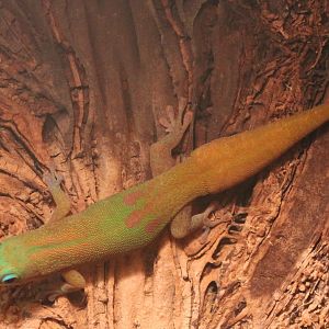 Gold-dust day gecko