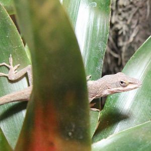 Green anole