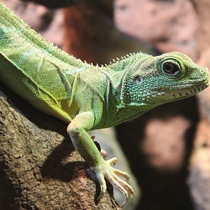 Chinese water dragon