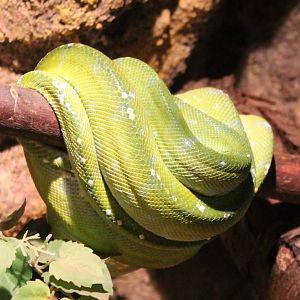 Green tree python