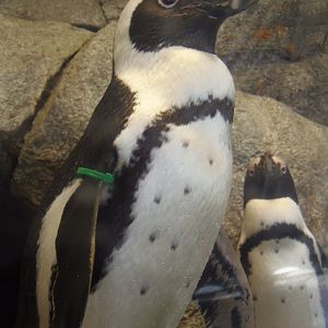 African Penguin
