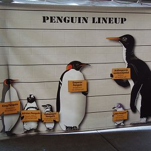Penguin Size Comparison