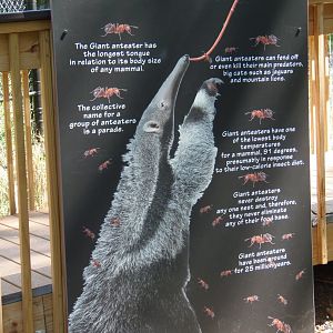 Anteater Facts Sign