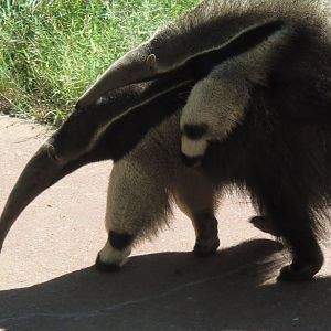 Anteater Mom and Pup