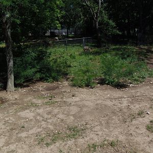Chacoan Peccary Exhibit